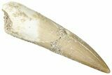 Fossil Plesiosaur (Zarafasaura) Tooth - Morocco #296353-1